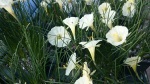 Narcissus romneuxii - 8cm pot 